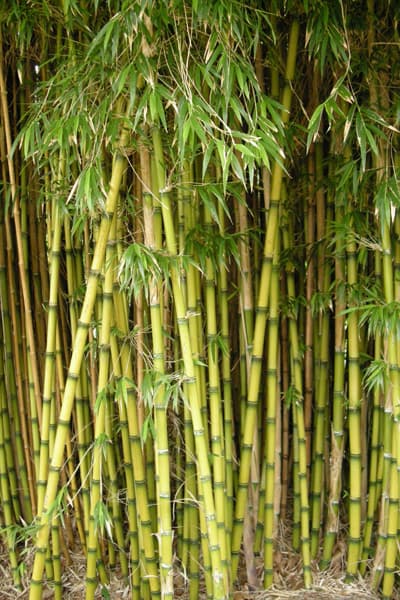 Chilean bamboo