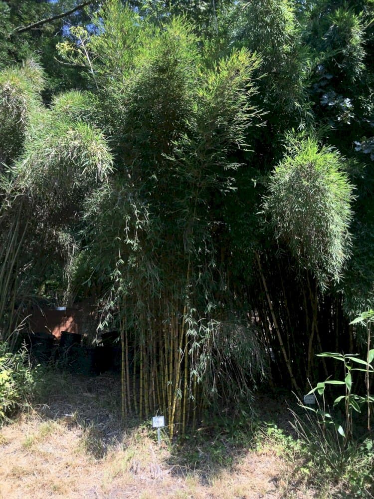 Chilean bamboo