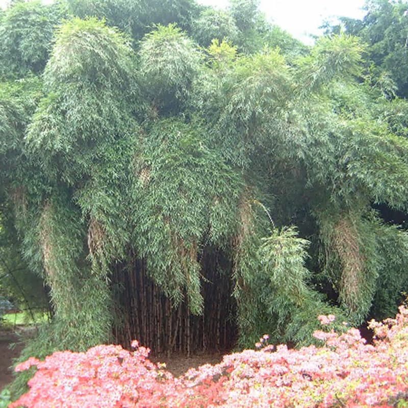 Chilean bamboo