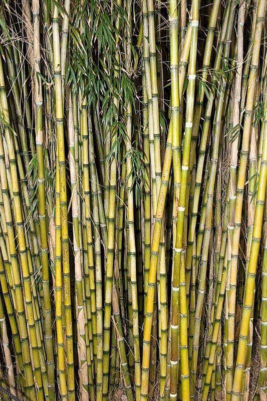 Chilean bamboo