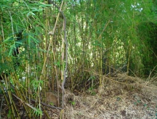 Chilean bamboo