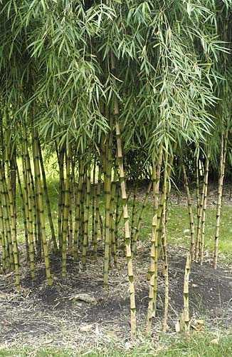 Chilean bamboo