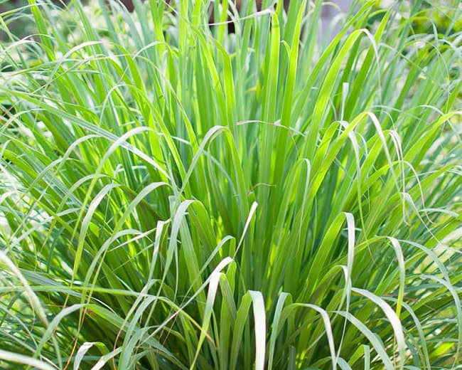 lemon grass