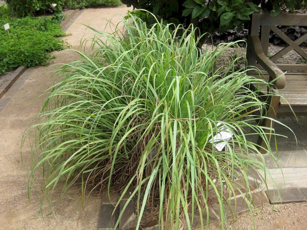 lemon grass