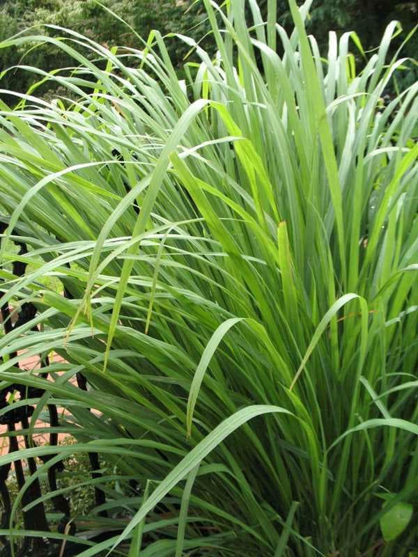 lemon grass