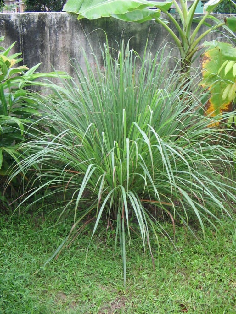 lemon grass