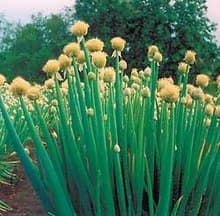 Welsh onion