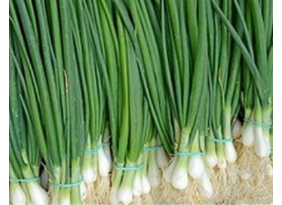 Welsh onion