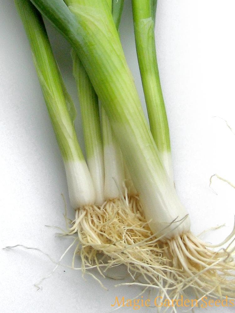 Welsh onion