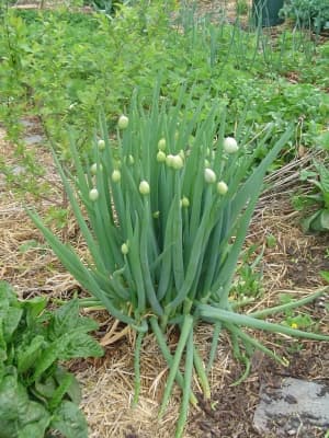 Welsh onion