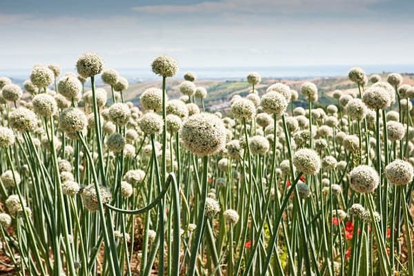 Welsh onion