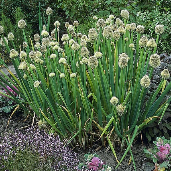Welsh onion