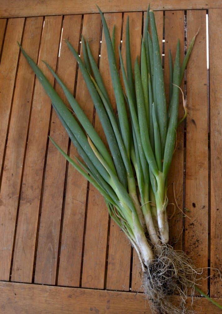 Welsh onion