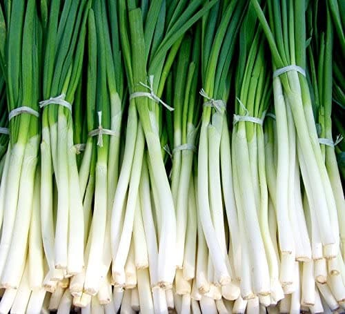 Welsh onion