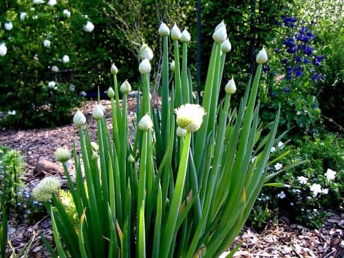 Welsh onion