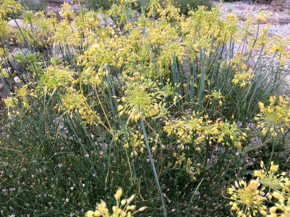 yellow-flowered garlic