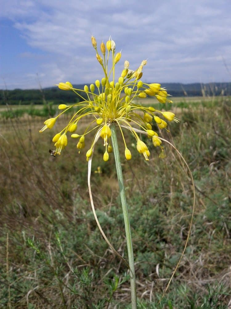 yellow-flowered garlic