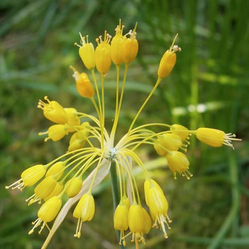 yellow-flowered garlic