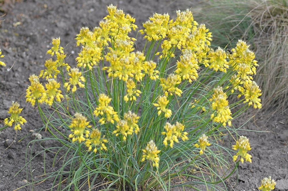 yellow-flowered garlic