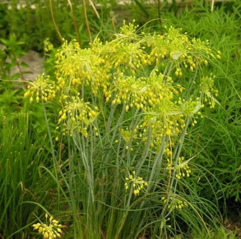 yellow-flowered garlic