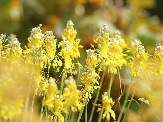 yellow-flowered garlic