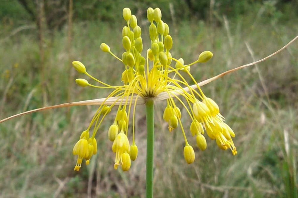 yellow-flowered garlic