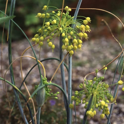 yellow-flowered garlic