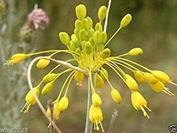 yellow-flowered garlic