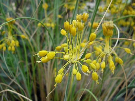 yellow-flowered garlic