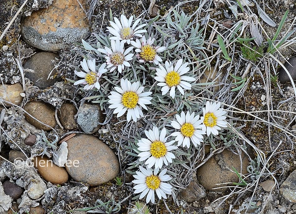 Easter daisy