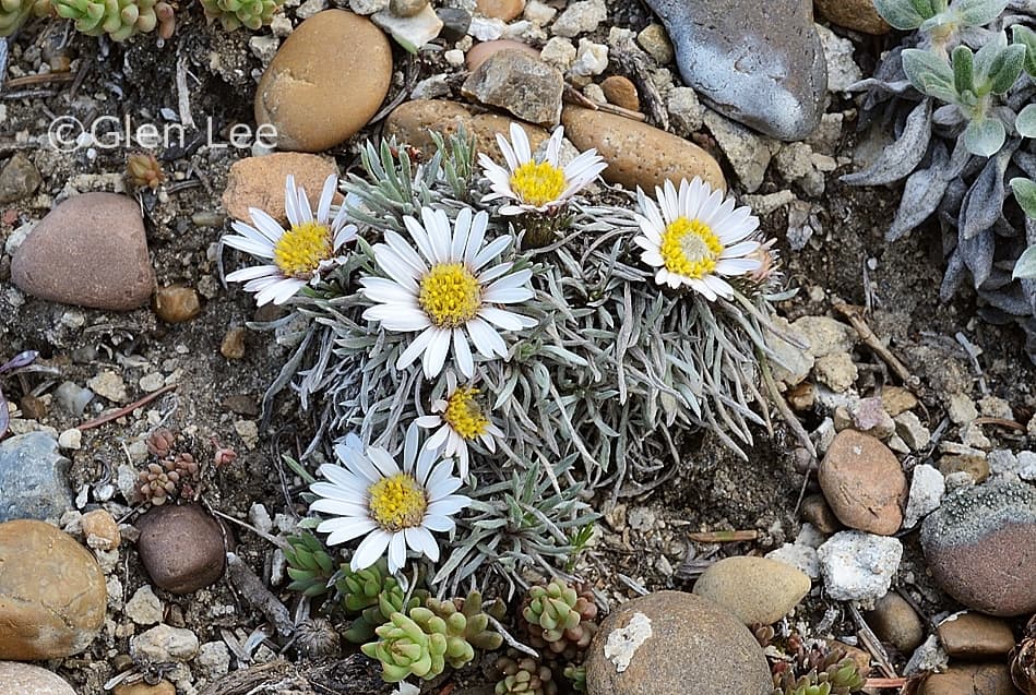 Easter daisy