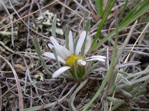 Easter daisy