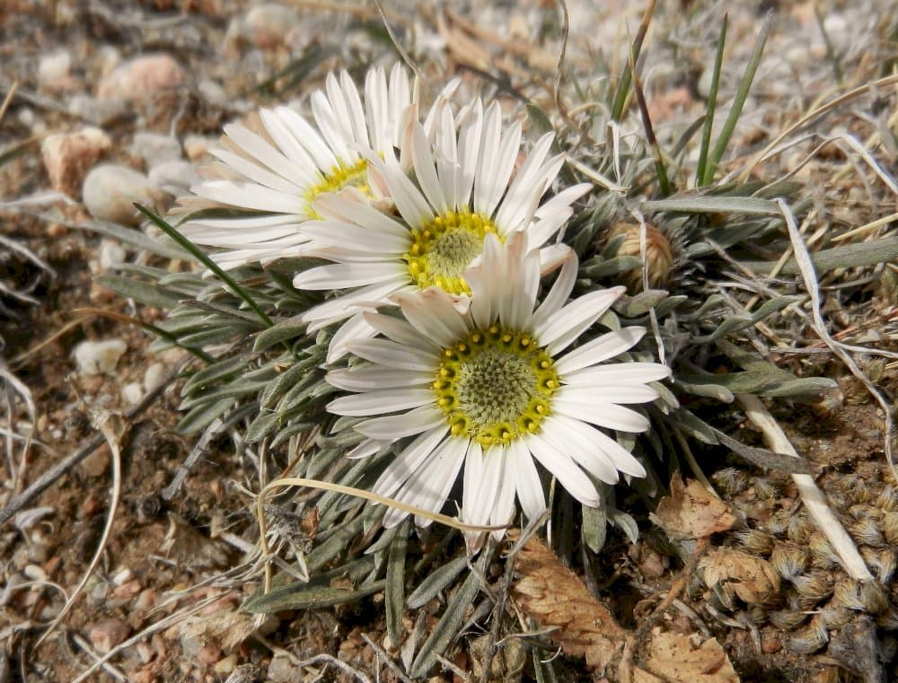 Easter daisy