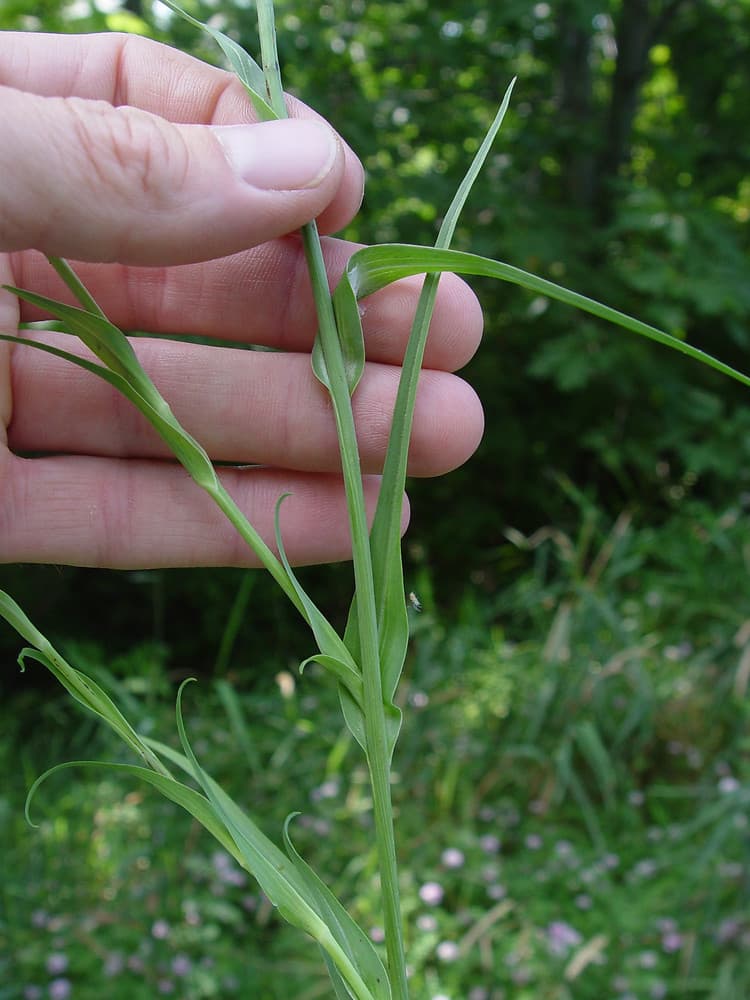 goat's beard