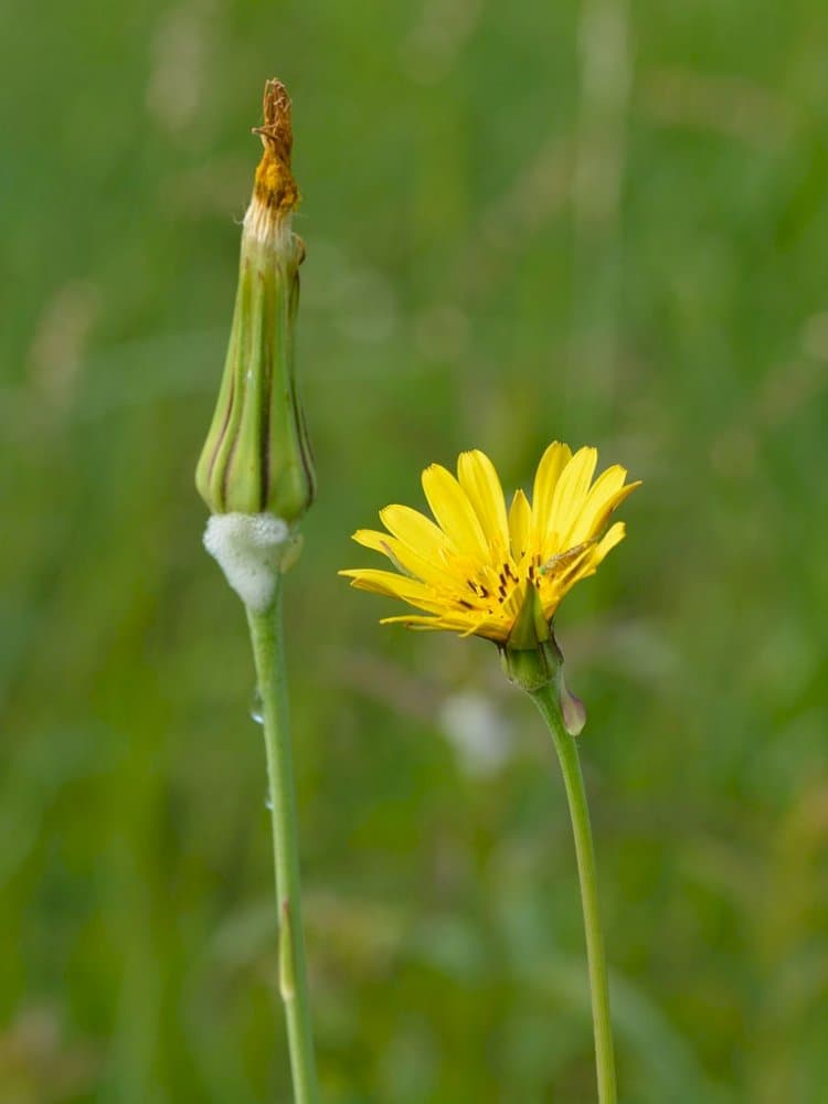 goat's beard