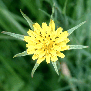 goat's beard