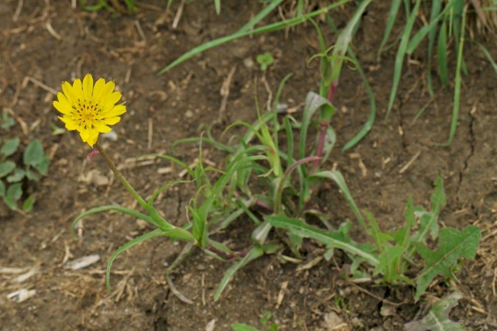 goat's beard