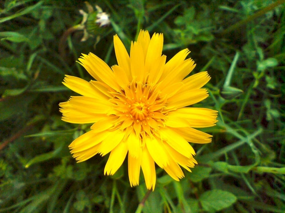 goat's beard