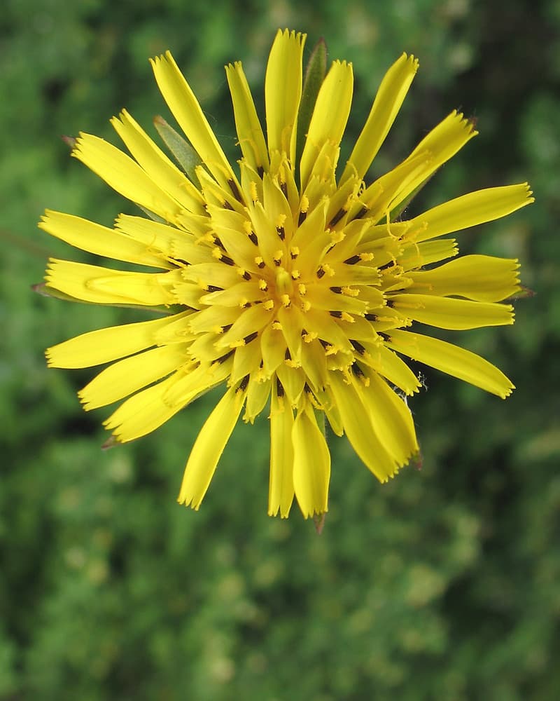 goat's beard