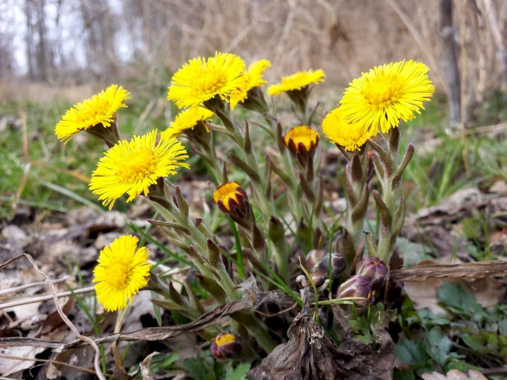 coltsfoot