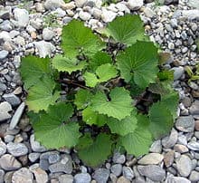 coltsfoot