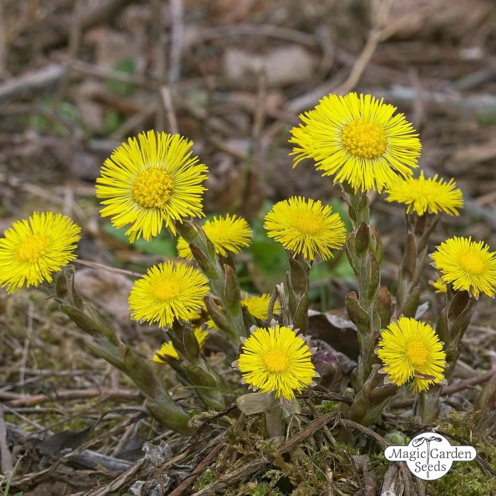 coltsfoot