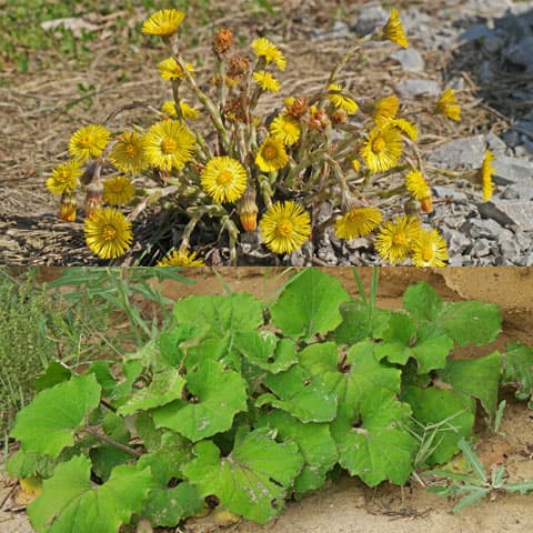 coltsfoot