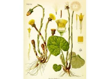 coltsfoot