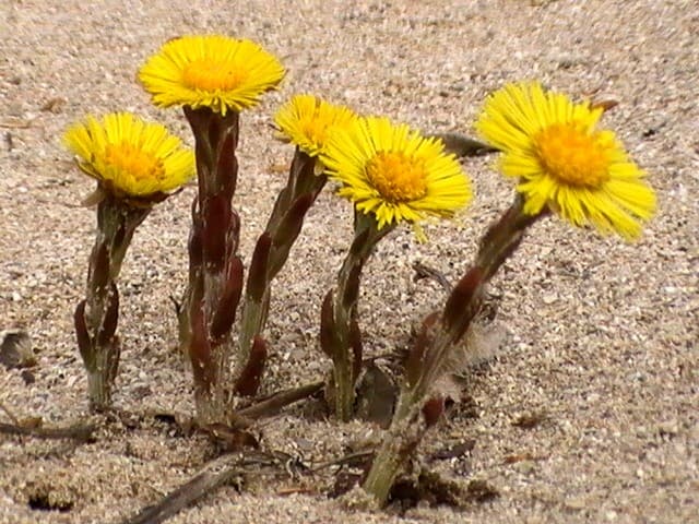 coltsfoot