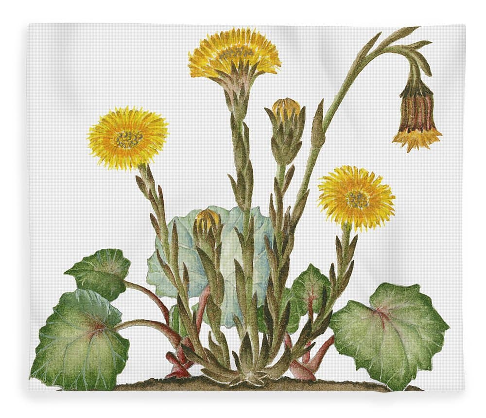 coltsfoot