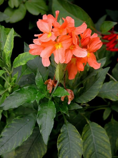 firecracker flower