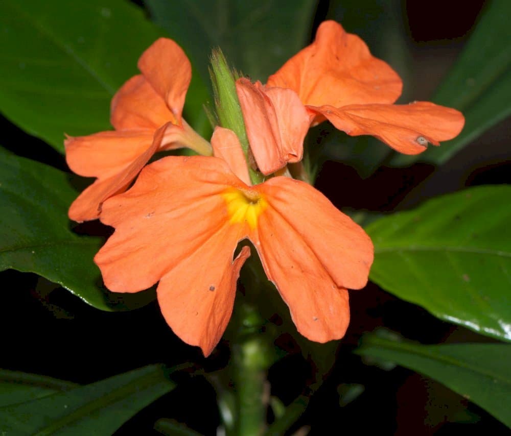 firecracker flower