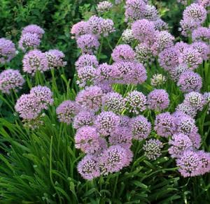 Portuguese allium