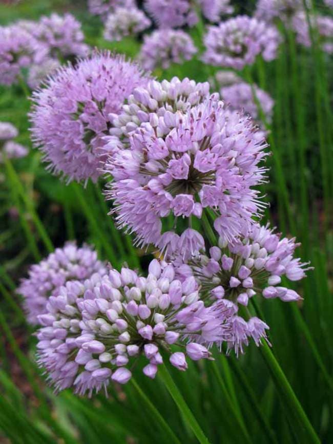 Portuguese allium